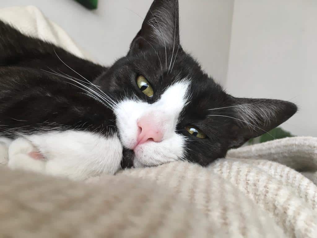 Katze Molly